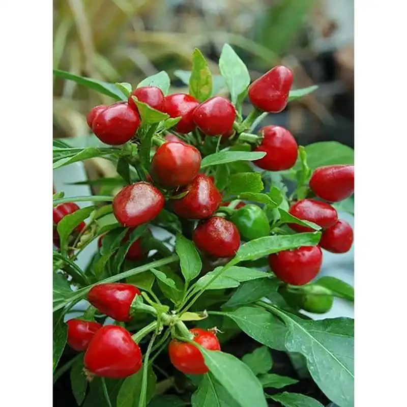 بذر فلفل چری گیلاسی تند فصل سبز کد FSSEED-045