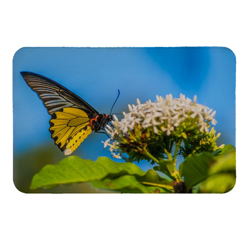 پادری طرح پروانه کد 5505 سایز 50 × 70 سانتی متر