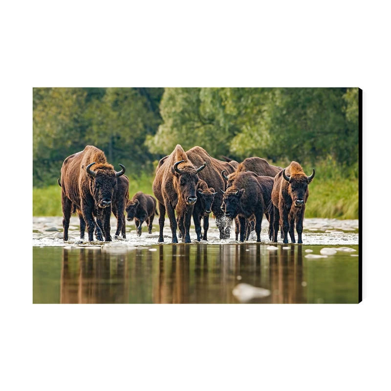 تابلو شاسی عرش طرح گردشگری لهستان مدل گاومیش ها در پارک ملی بیالوویزا کد As5818