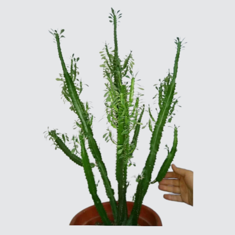 گیاه طبیعی افوربیا سبز مدل مادری کد 0110 گیاه طبیعی افوربیا سبز مدل مادری کد 0110