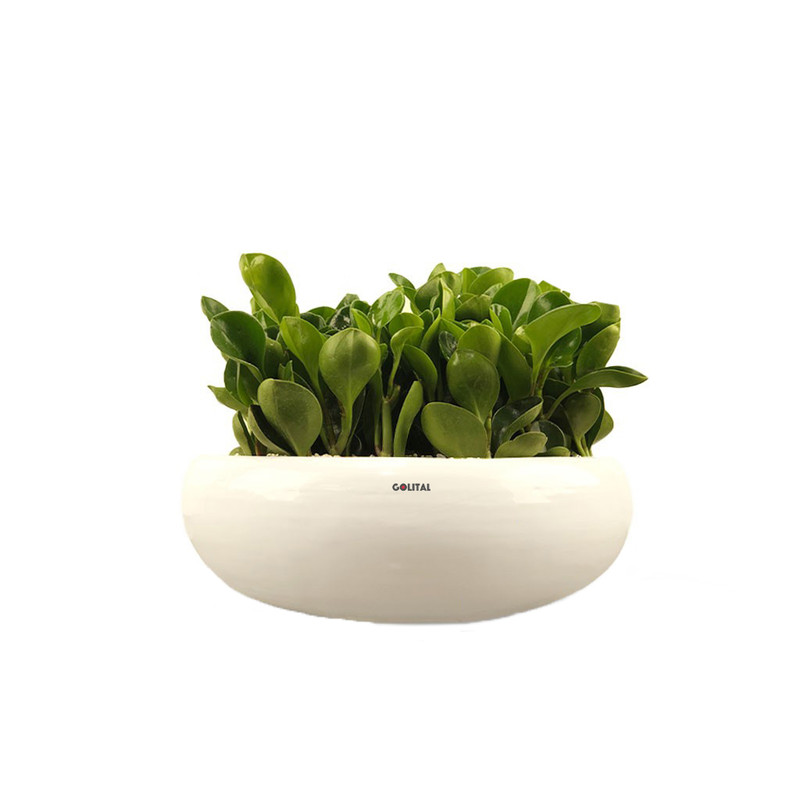 گیاه طبیعی قاشقی گلیتال مدل GTL120