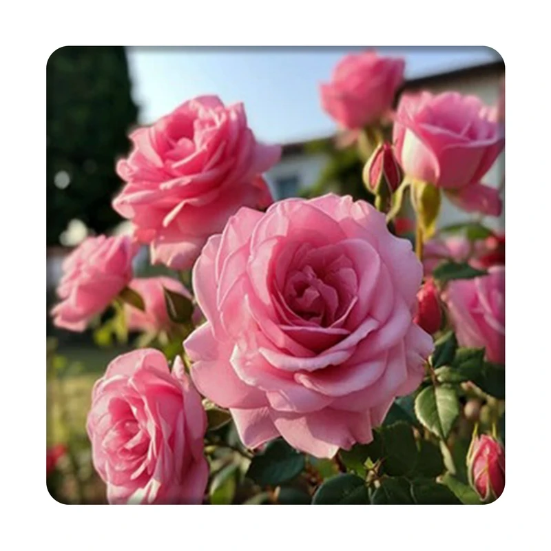 تابلو کاشی کاری مدل رز  کد 20