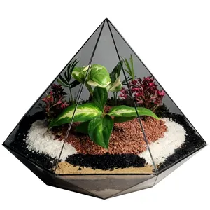 گیاه طبیعی تراریوم ترارتوس مدل دایموند کد 01