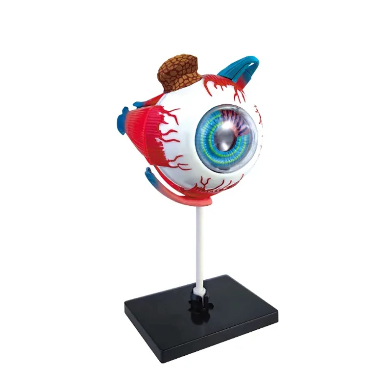 کیت آموزشی مدل مولاژ چشم و اجزای داخلی آن کد WPX-019
