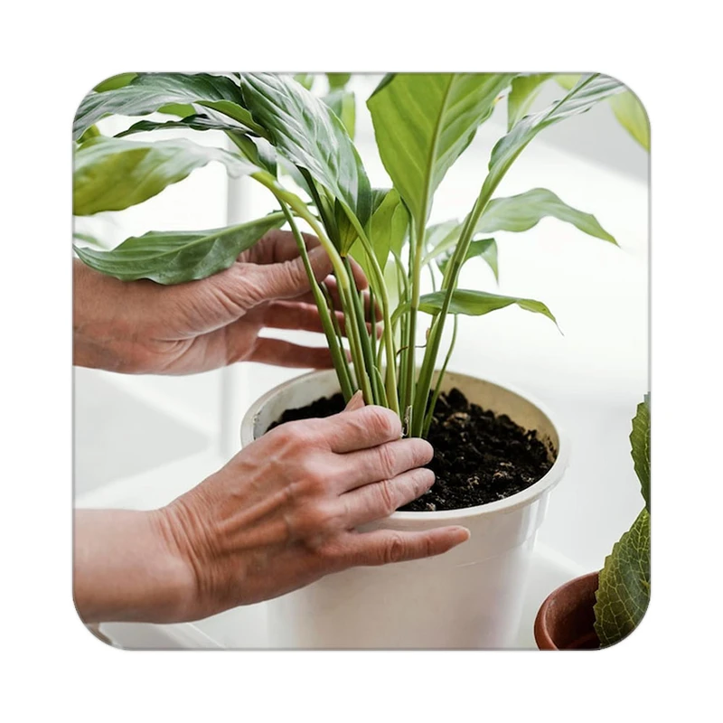 زیر لیوانی کاکتی طرح گل مدل mp18786