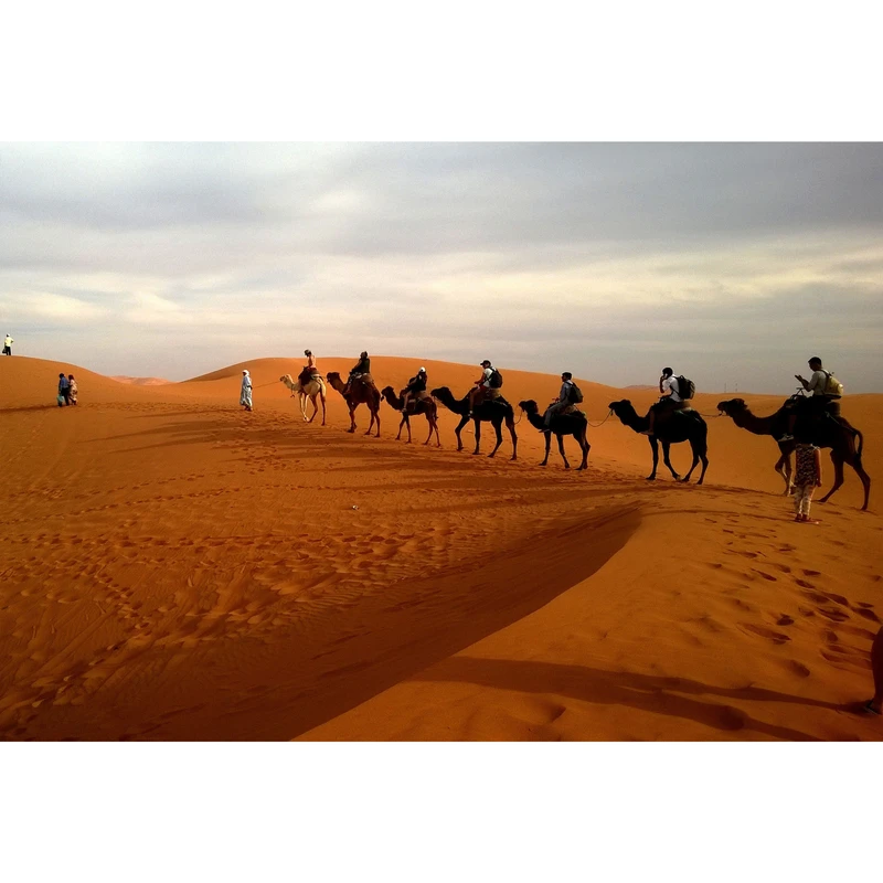 تابلو شاسی طرح منظره صحرا و شتر مدل T1493