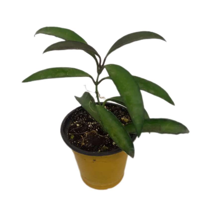 گیاه طبیعی هویا وایتی کد 0099 گیاه طبیعی هویا وایتی کد 0099