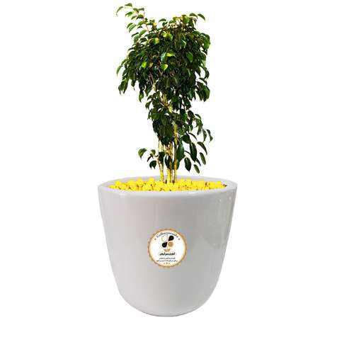 گیاه طبیعی بنجامین سبز شرکت گلباران سبز گیلان مدل GN13-12L