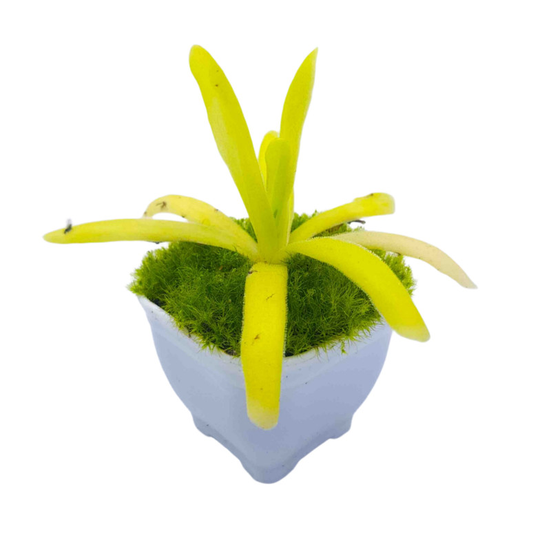 گیاه طبیعی پینگویکولا مدل افرودیت حشره خوار کد 02