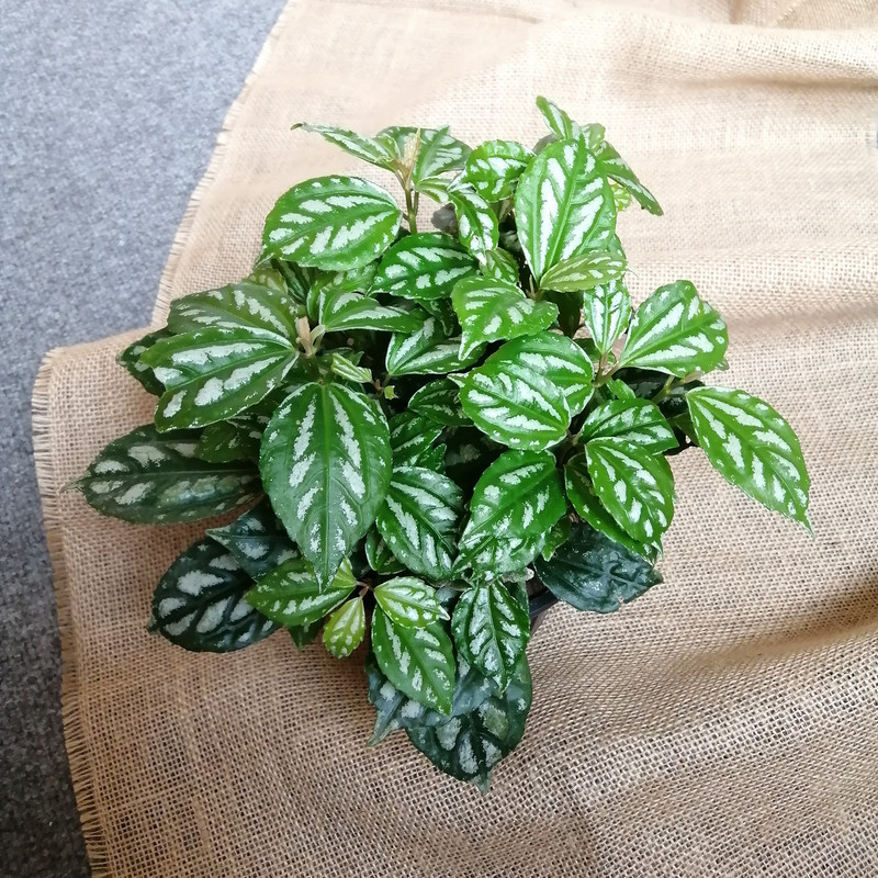 گیاه طبیعی پیله آ کد pg_02