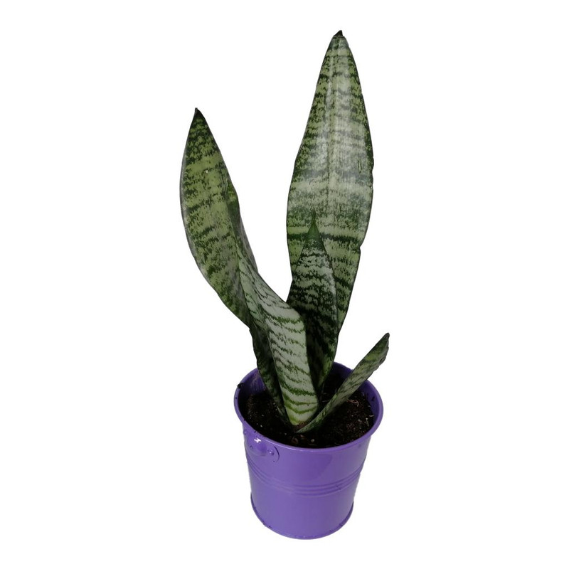 گیاه طبیعی سانسوریا کرواتی کد sf05