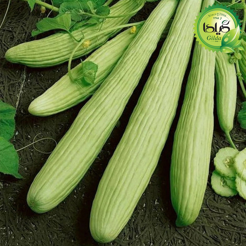 بذر خیار چنبر گیلدا کد 630