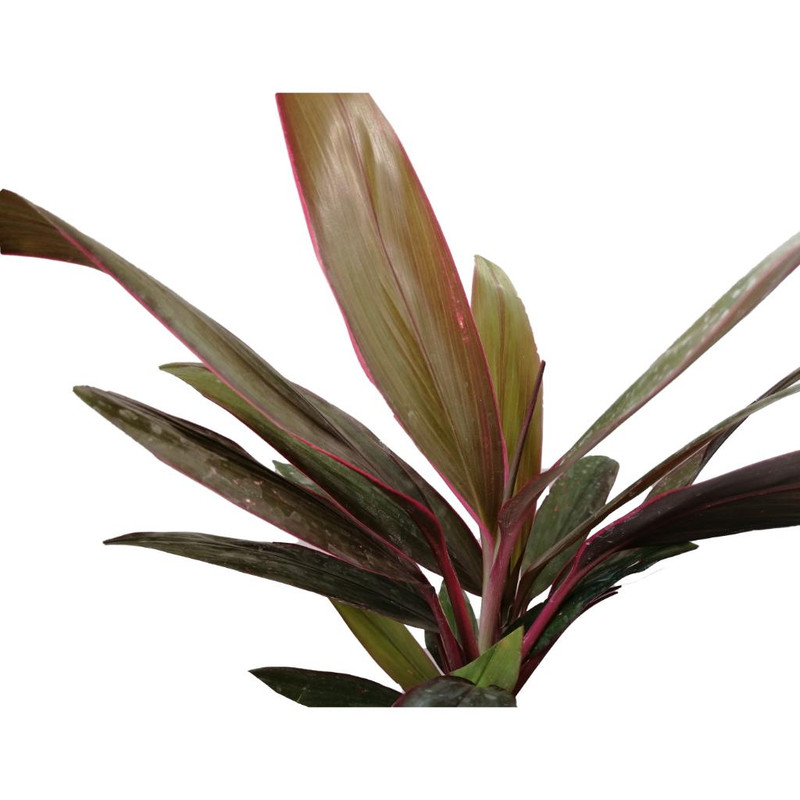 گیاه طبیعی کردلین کد uf07 گیاه طبیعی کردلین کد uf07