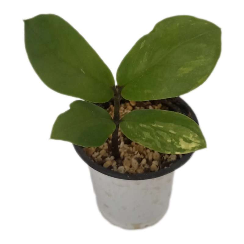 گیاه طبیعی زاموفیلیا مدل ابلق خامه ای گیاه طبیعی زاموفیلیا مدل ابلق خامه ای