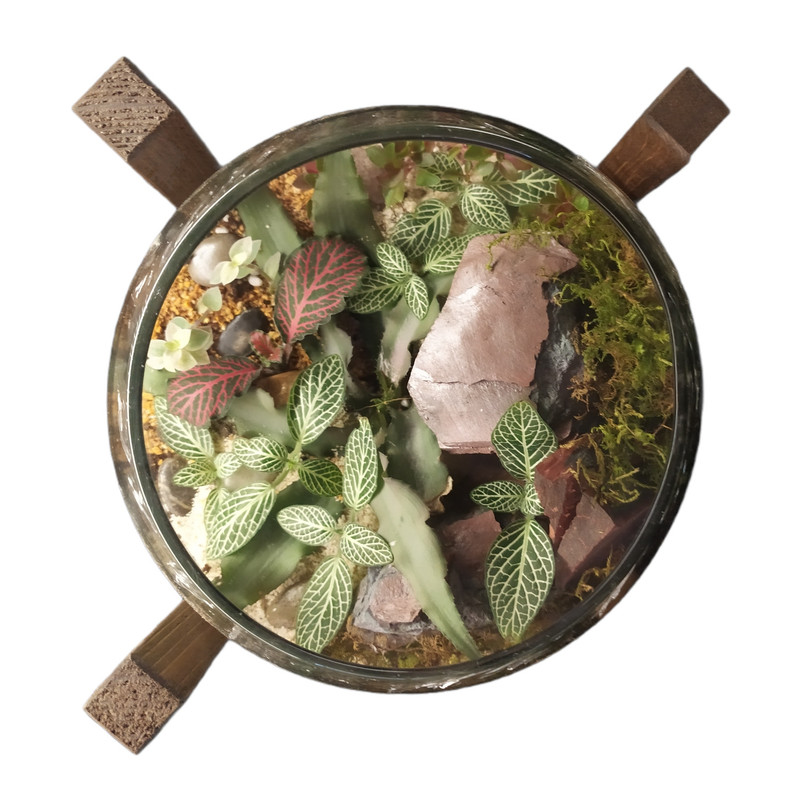 تراریوم گیاه طبیعی کد 102