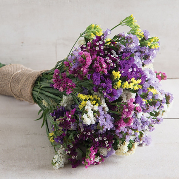 بذر استاتیس لیمونیوم پابلند الوان وانیا سید مدل 035 بذر استاتیس لیمونیوم پابلند الوان وانیا سید مدل 035