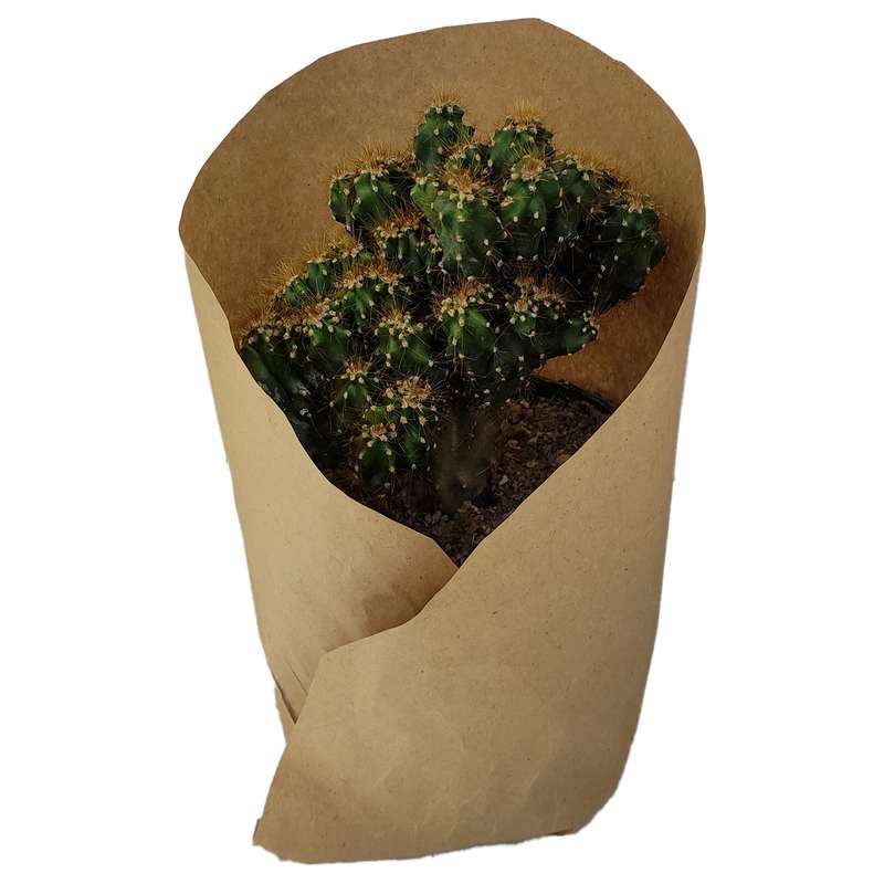 گیاه طبیعی کاکتوس کد yt9 گیاه طبیعی کاکتوس کد yt9