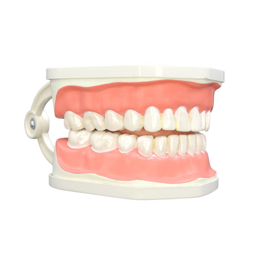 بازی آموزشی مولاژ دندان انسان مدل Dentalcare2 -  - 6