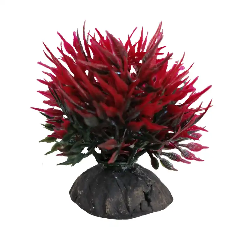 گیاه تزیینی آکواریوم مدل بوته کوتوله