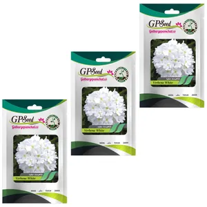 بذر گل شاهپسند خوشبو سفید گلدانی گلبرگ پامچال کد GPF-254 مجموعه 3 عددی