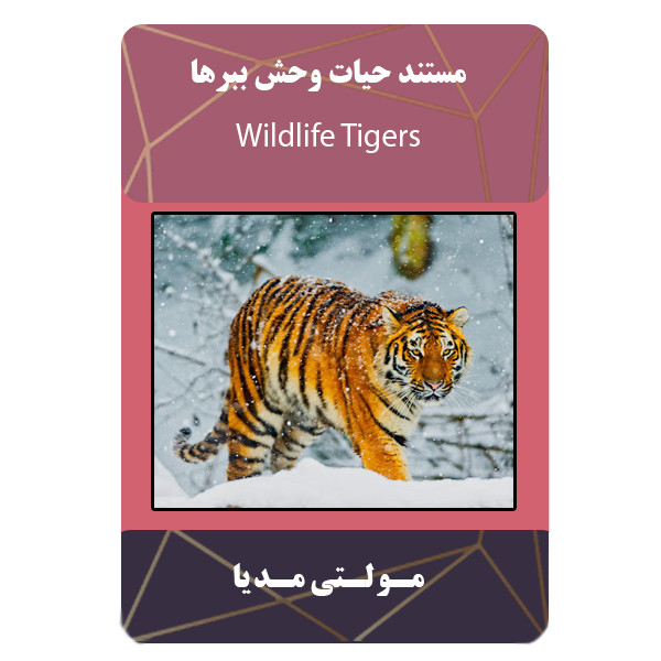 مستند آموزشی حیات وحش ببرها  نشر مبتکران