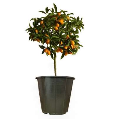 گل طبیعی چی بخرم؟