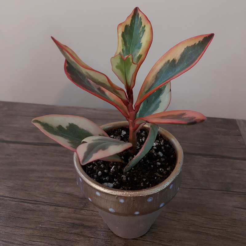 گیاه طبیعی قاشقی تری کالر مدل F-08