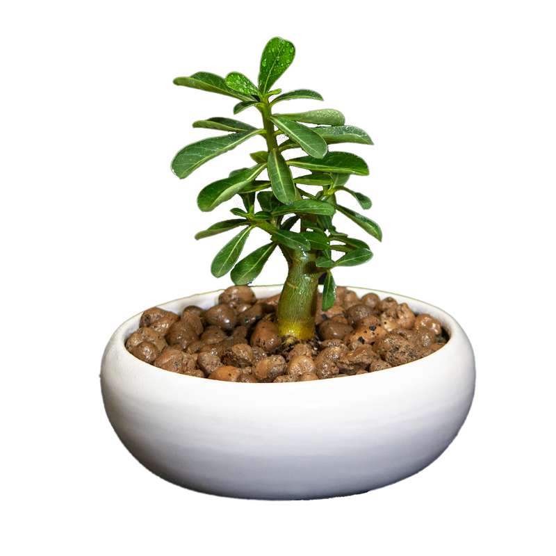 گیاه طبیعی آدنیوم کد L-S-08