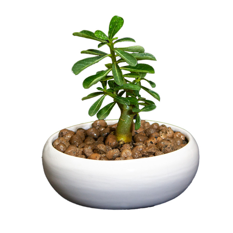 گیاه طبیعی آدنیوم کد L-S-08