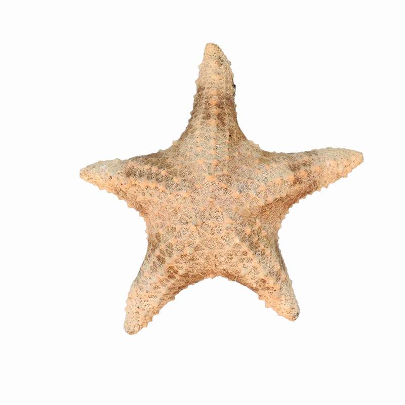 ستاره دریایی تزیینی مدل f5