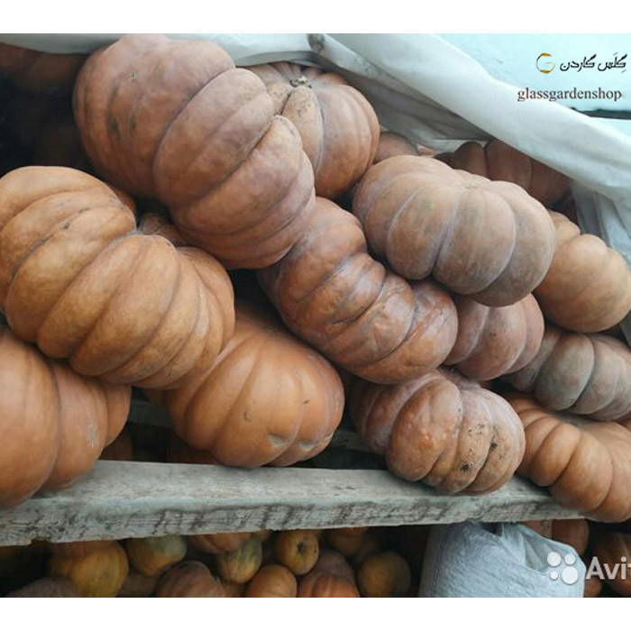 بذر کدو انجیری کدو حلوایی آستانه مدل GL10 بذر کدو انجیری کدو حلوایی آستانه مدل GL10