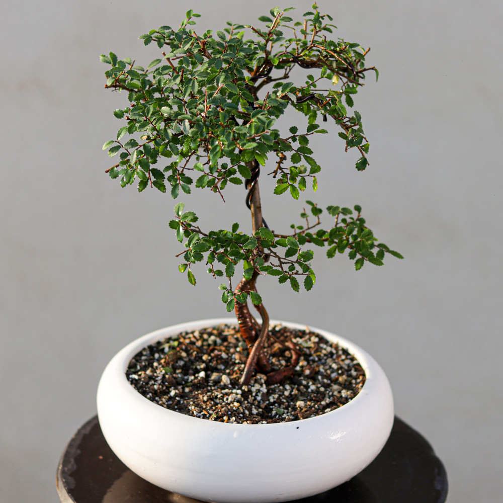 گیاه طبیعی بونسای نارون مدل سیجو