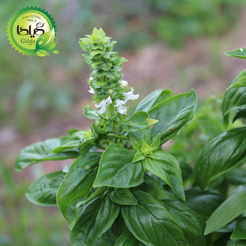 بذر ریحان سبز گیلدا کد 111