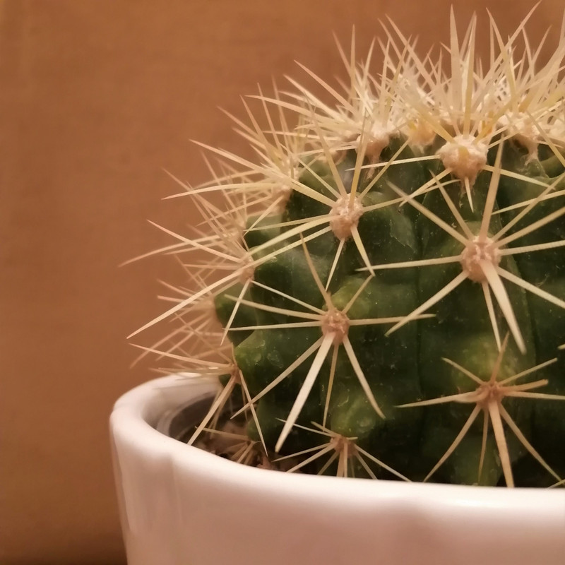 گیاه طبیعی کاکتوس اچینو کد pg_07