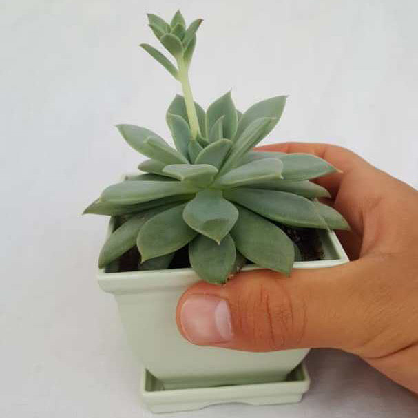 گیاه طبیعی ساکولنت کد MIX02 گیاه طبیعی ساکولنت کد MIX02