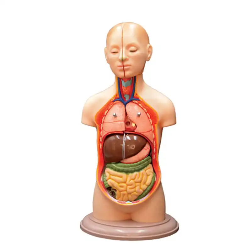 بازی آموزشی طرح مولاژ نیم تنه انسان مدل ASM06