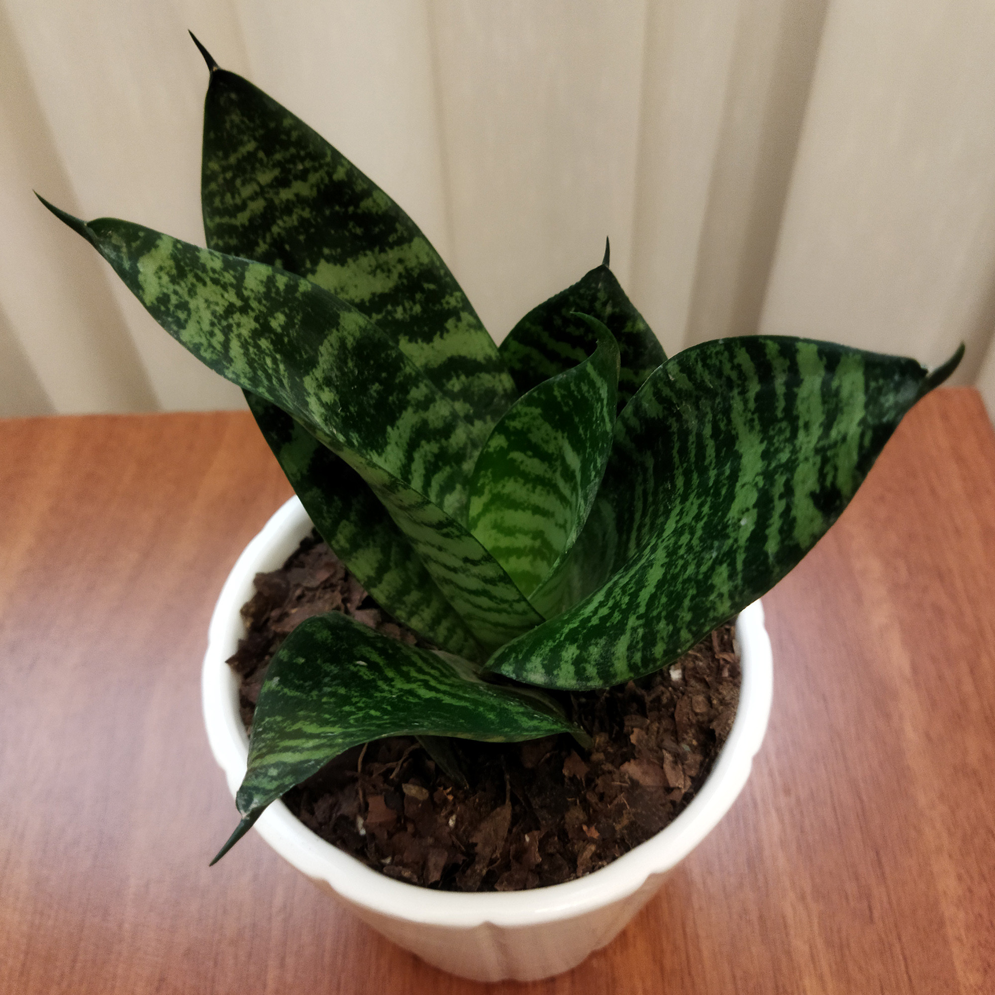 گیاه طبیعی سانسوریا کد pg_24 گیاه طبیعی سانسوریا کد pg_24