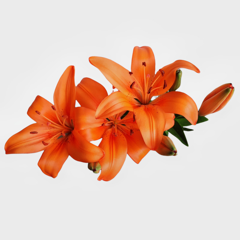 گیاه طبیعی لیلیوم کد 20