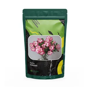 بذر کاکتوس گلیما مدل آدنیوم