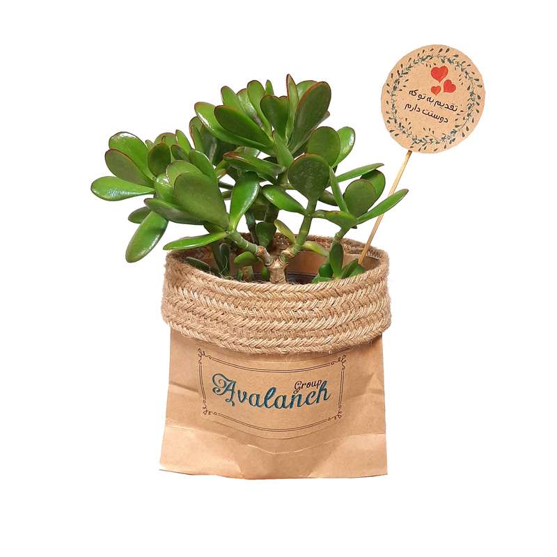 گیاه طبیعی کراسولا آربرسینز کد P.A.05 گیاه طبیعی کراسولا آربرسینز کد P.A.05