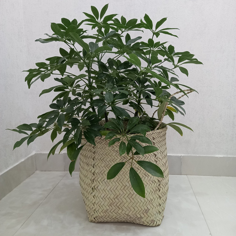 سبد حصیری مدل استوانه کد cm24-26