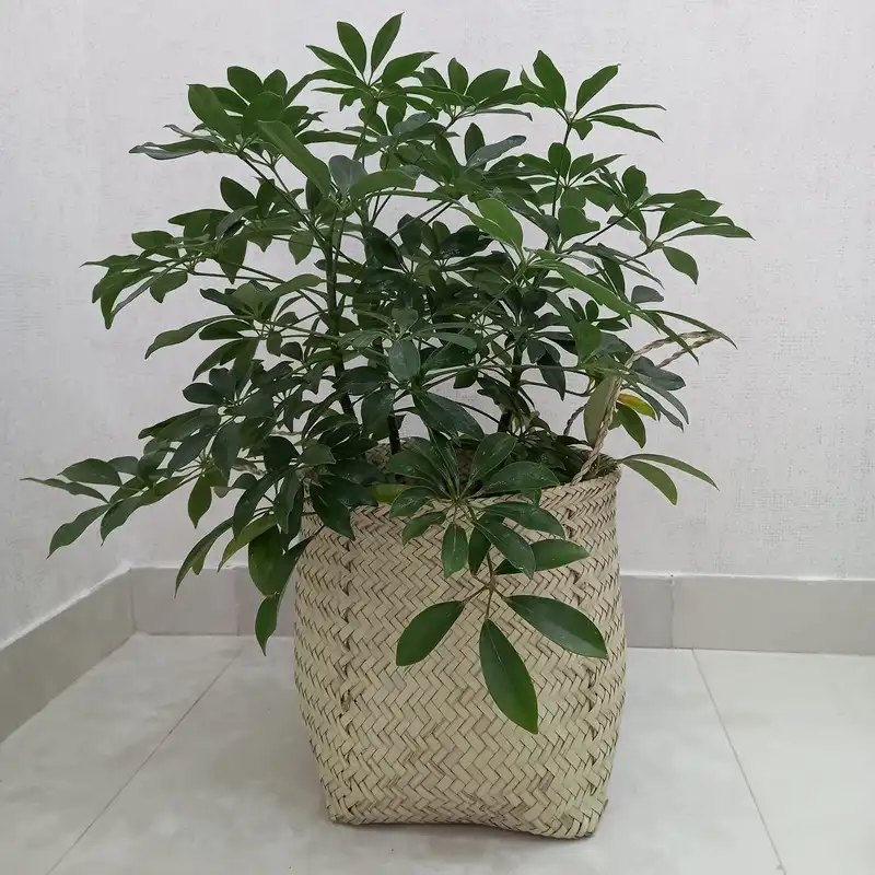 سبد حصیری مدل استوانه کد cm17-15