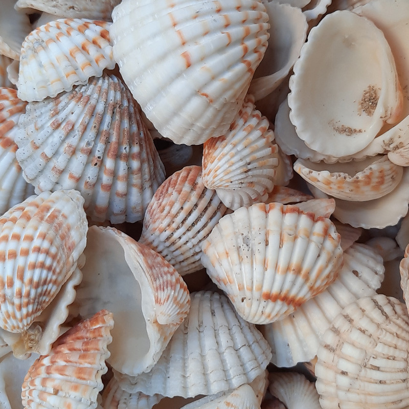 صدف تزیینی آکواریوم مدل پر طلایی وزن 300 گرمی