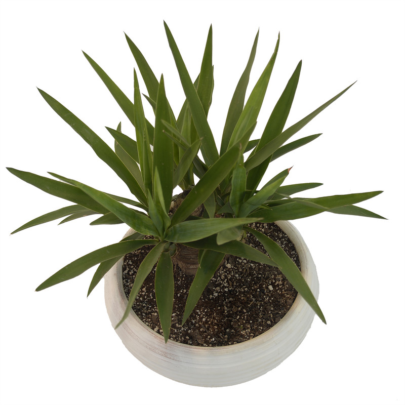 گیاه طبیعی بونسای یوکا مدلY1