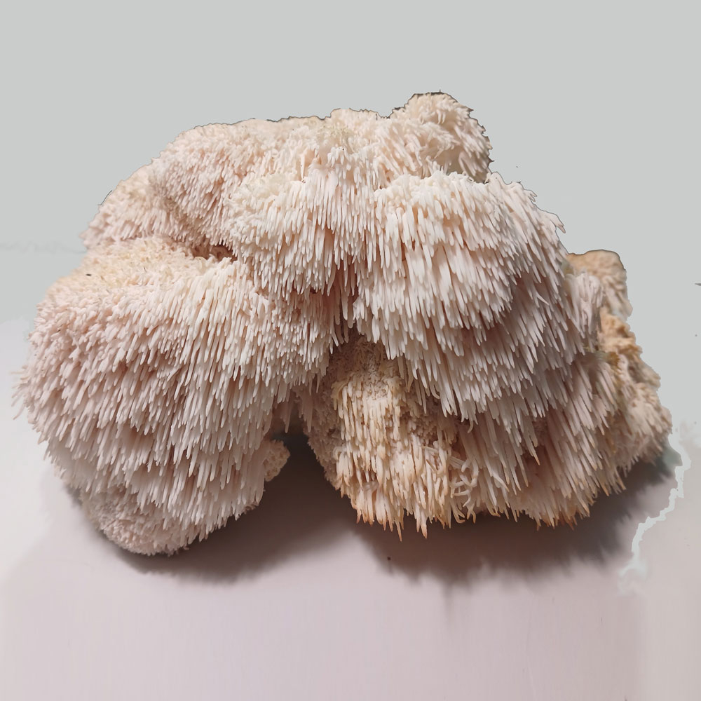 قارچ یال شیر معجزه - 100 گرم