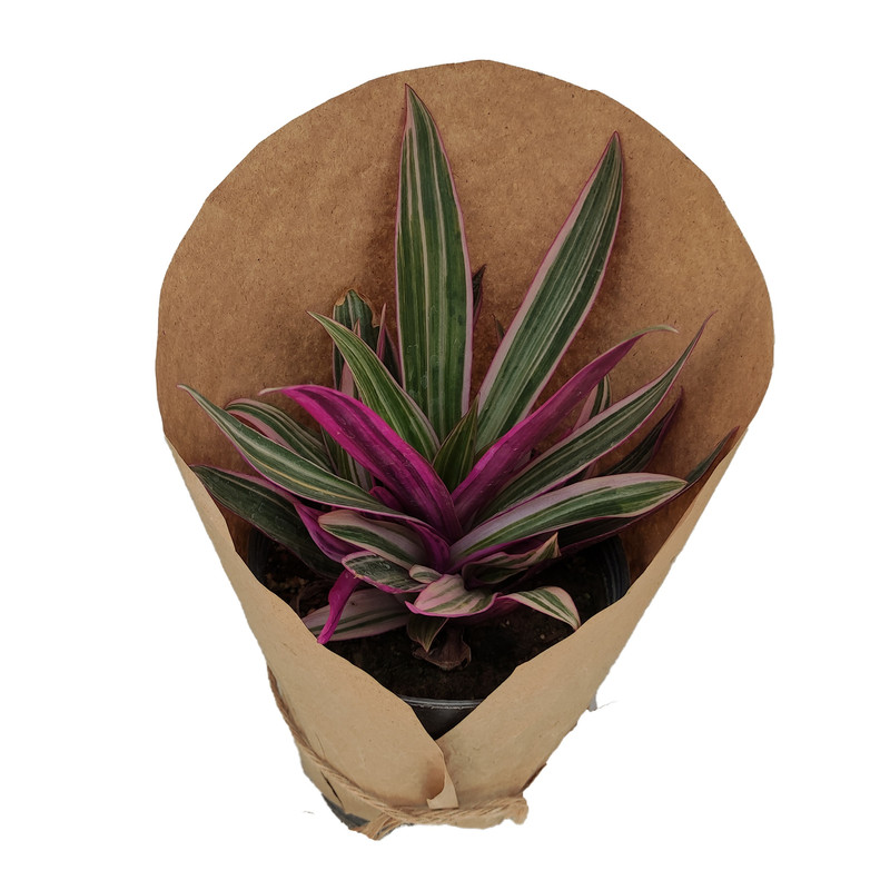 گیاه طبیعی زیپلین کد yt37