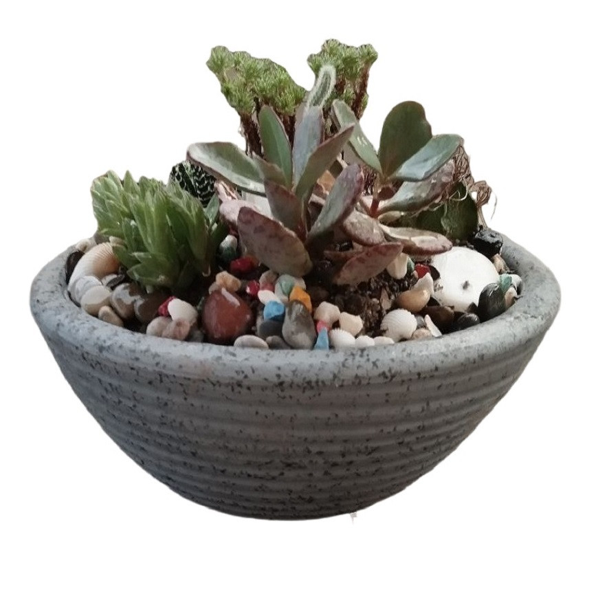 گیاه طبیعی کاکتوس کد 24