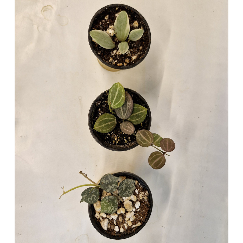 گیاه طبیعی هویا کد 083 بسته 3 عددی