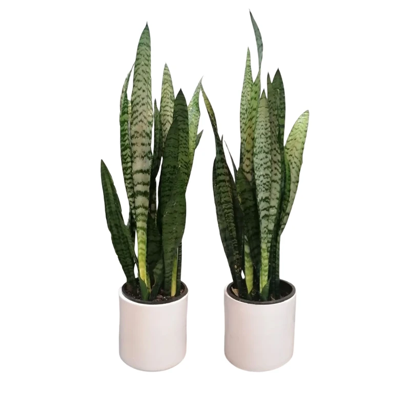 گیاه طبیعی سانسوریا مدل شمشیری کد 12 مجموعه 2 عددی