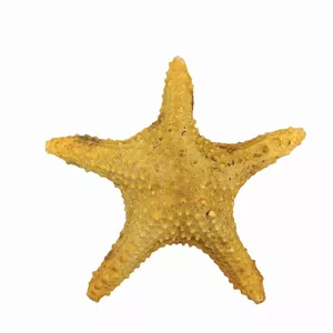 ستاره دریایی تزیینی مدل bs10